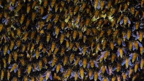 Se-Sabe-Que-Las-Abejas-Melíferas-Gigantes-Construyen-Grandes-Colonias-De-Nidos-Con-Bolsillos-Simétricos-Hechos-De-Cera-Para-Almacenar-Miel-Como-Fuente-De-Alimento.