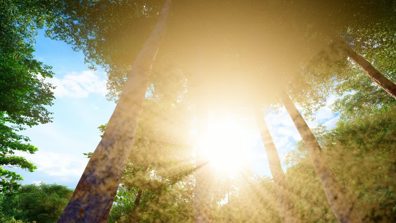 숲을 가로질러 황금빛의 빛