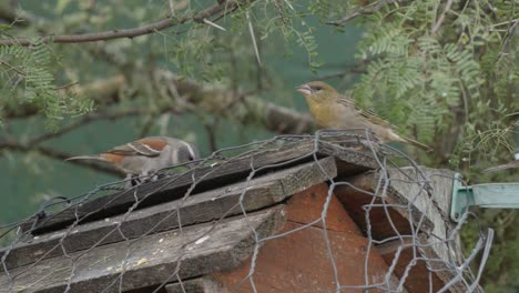 Ein-Kapwebermännchen-Und-Kapsperlinge-Konkurrieren-Unter-Einem-Dornenbaum-Um-Samen