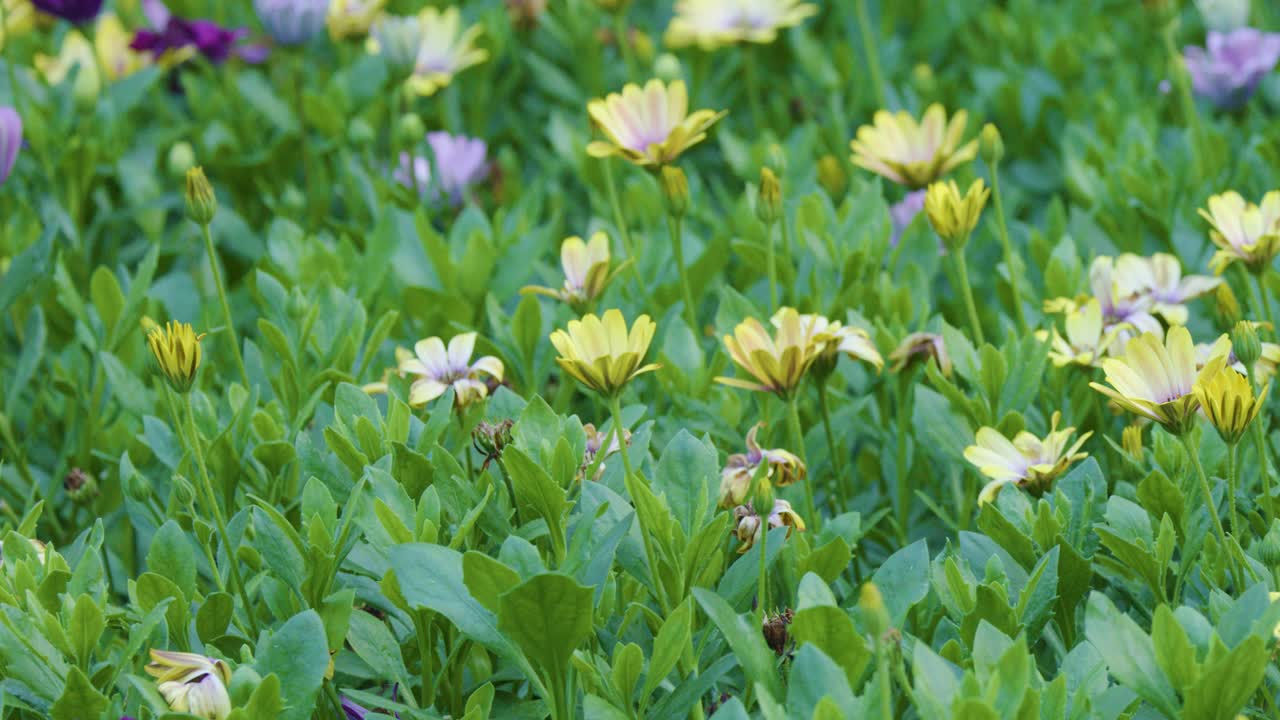 Camera slowly pans across vibrant yellow, purple, and white flowers in lush outdoor garden