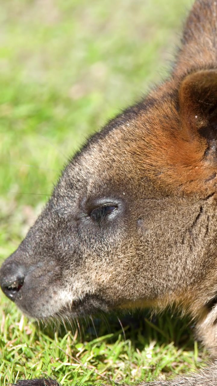 Primo piano estremo della testa di un wallaby di palude a Sancrox, in Australia, sotto la luce naturale del sole