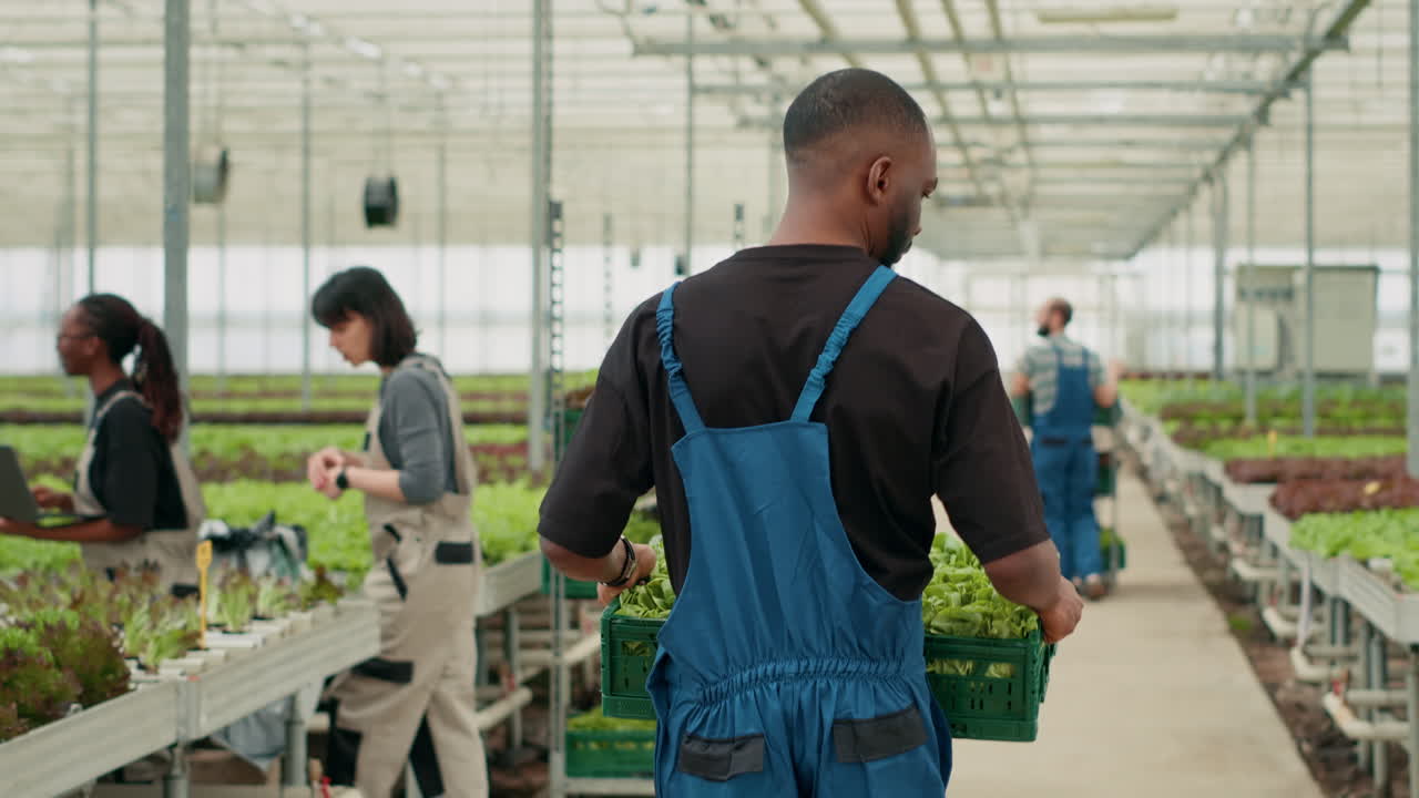 Ouvriers agricoles récoltant des cultures en serre