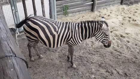 zebra outdoors on a sandy ground in the summer