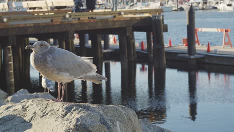 Grey-seagull-standing-on-rock-with-pier-behind