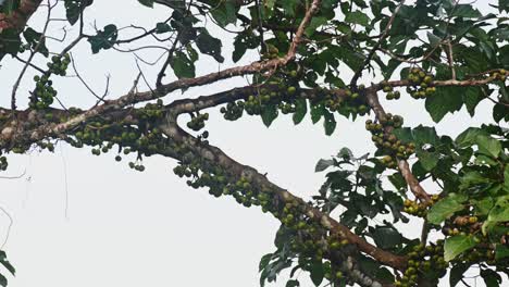 Die-Dreistreifen-Zibetpalme-Bewegt-Sich-Von-Einem-Ast-Zum-Anderen-Und-Wählt-Auf-Der-Nahrungssuche-Reife-Früchte-Aus-Den-Baumkronen,-Arctogalidia-Trivirgata