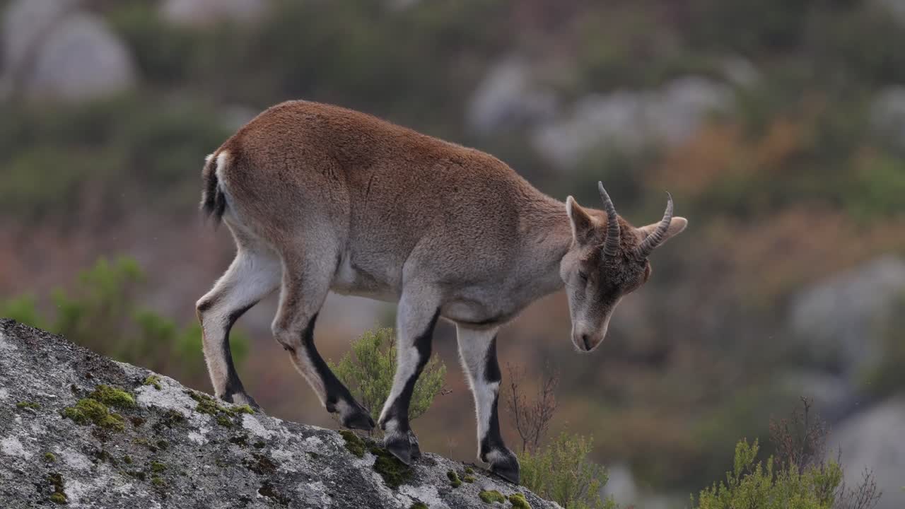 Giovane stambecco iberico (Capra pyrenaica) sulle montagne portoghesi