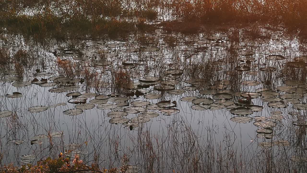 Lily Pad Pond at Sunrise/Sunset