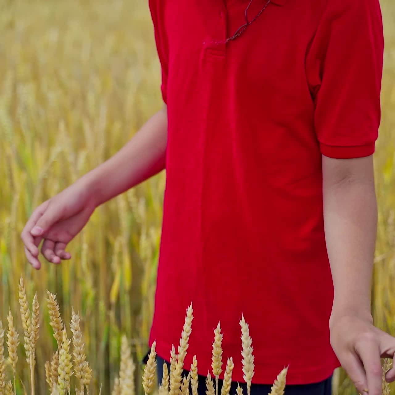Boy in agricultural land. Hand of a little farmer touches the ripe dry spikelets on yellow field. Grain crops in farmland. Slow motion.