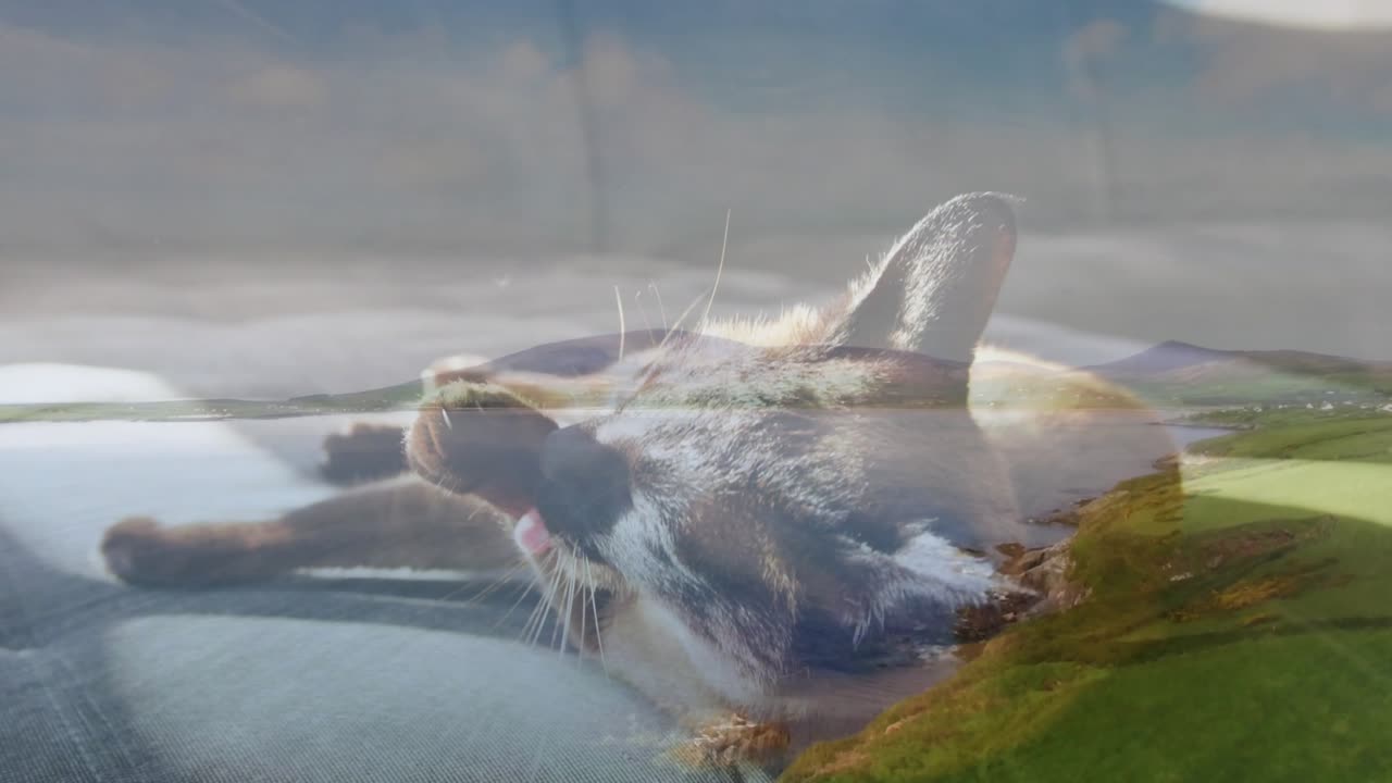 Gatto siamese che solleva la zampa anteriore, poi si lecca e strofina i baffi per la toelettatura, illustrazione animata