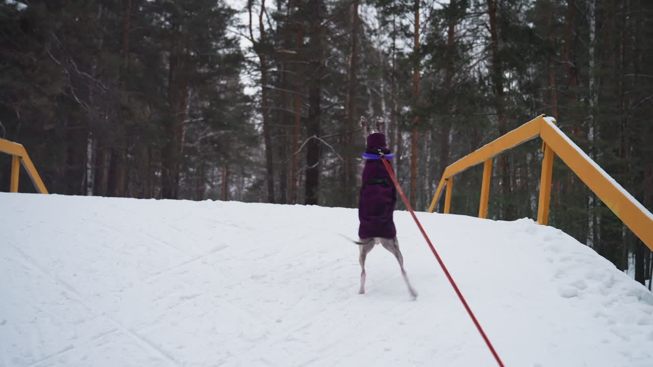 Greyhound dog in purple coat standing on snowy bridge during winter walk, looking into distance with leash attached, surrounded by pine trees in forest, calm atmosphere, cold weather, and soft daylight