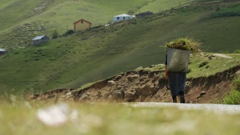 rear view of villager woman walking in mountains carrying basket full of herbs on her back