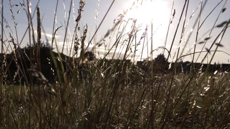 walking through long grass in summer meadow close up shot