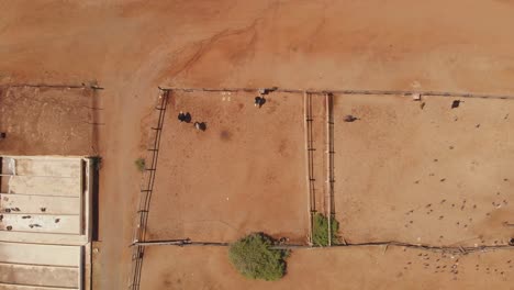 Drohnen-Videoaufnahmen-Auf-Dieser-Afrikanischen-Straußenfarm-In-Curaçao