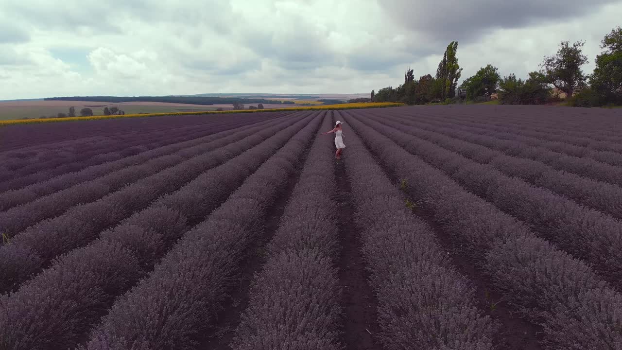 hermosas imágenes aéreas de drones sobre un campo de lavanda en flor