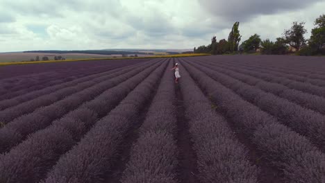 Hermosas-Imágenes-Aéreas-De-Drones-Sobre-Un-Campo-De-Lavanda-En-Flor