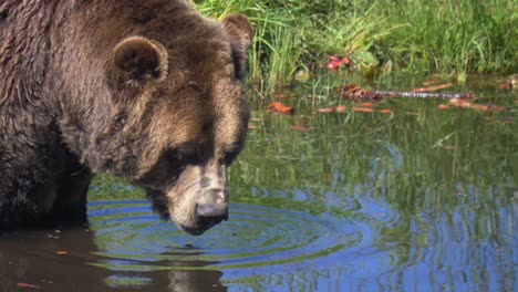 Nahaufnahme-Eines-Grizzly-Braunbären,-Der-Wasser-An-Einem-Flachen-Fluss-Trinkt