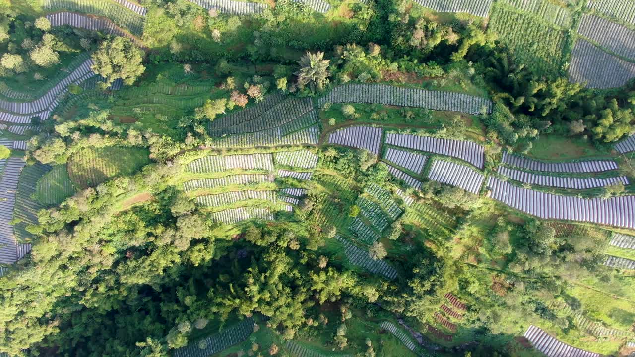 serena plantación de puerros en terrazas en la ladera del volcán monte merapi, indonesia, vista aérea de arriba hacia abajo