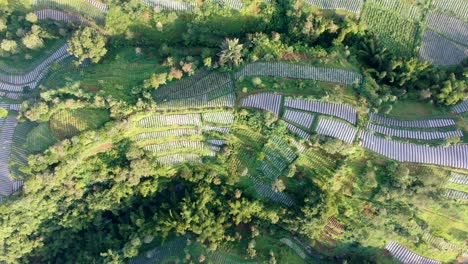 serene terraced leek plantation on mount merapi volcano slope, indonesia, aerial top down