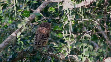 the buffy fish owl is a big owl and yet the smallest among the four fish owls