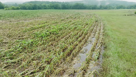 Vista-Aérea:-Campo-De-Maíz-Anegado-En-Vermont,-Afectado-Por-Fuertes-Lluvias