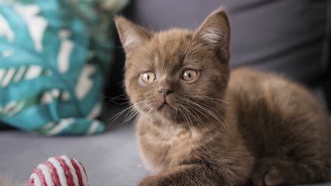 curious shorthair kitten is looking at something, slightly lowering its head