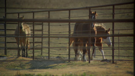 Horses-walk-along-a-fence-on-a-Texas-farm-in-rural-countryside