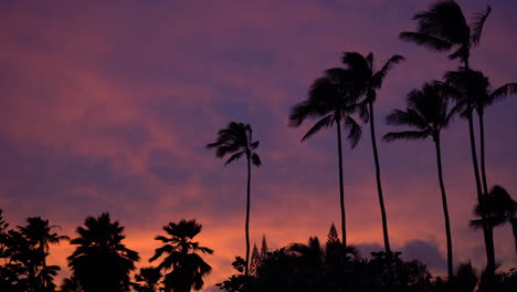 stunning sunset over silhouette palm tree