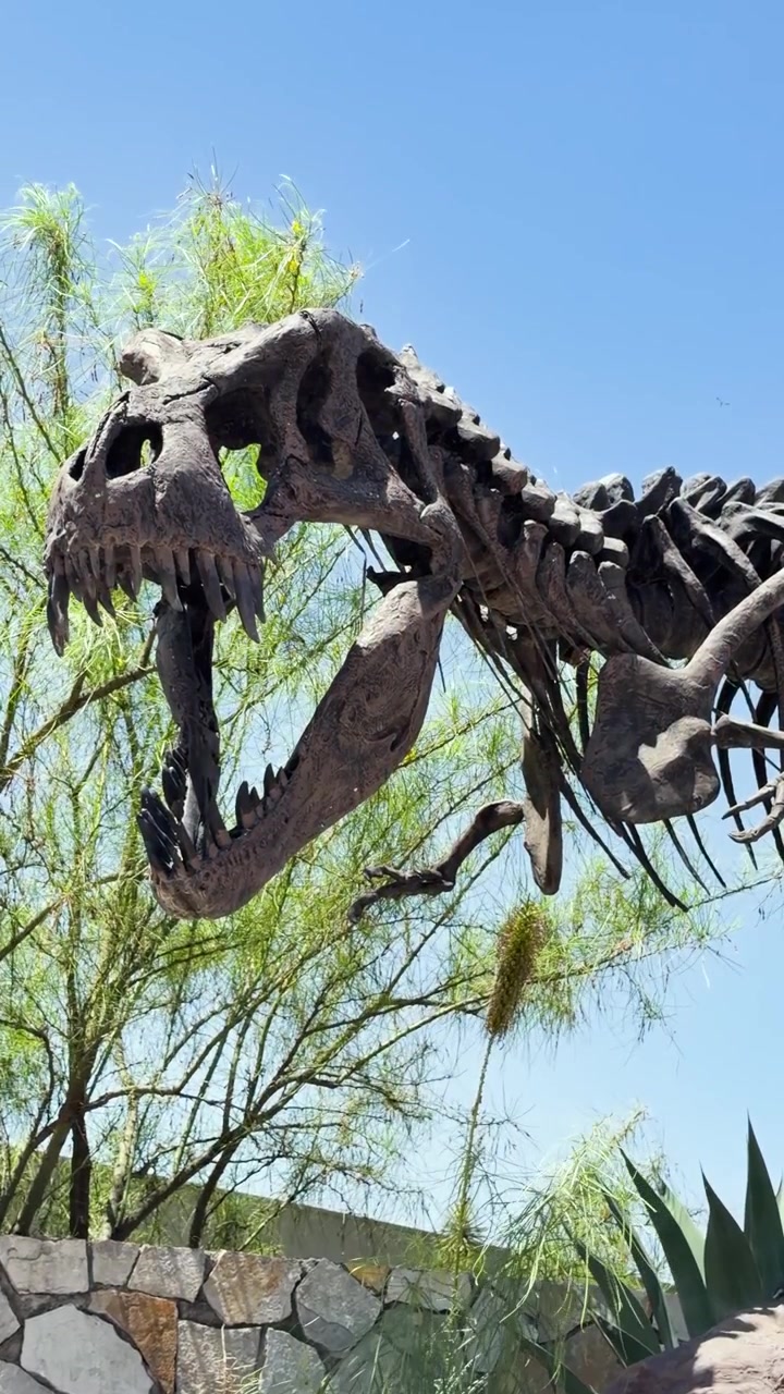 Modello di scheletro di dinosauro esposto all'aperto contro il cielo blu e piante del deserto