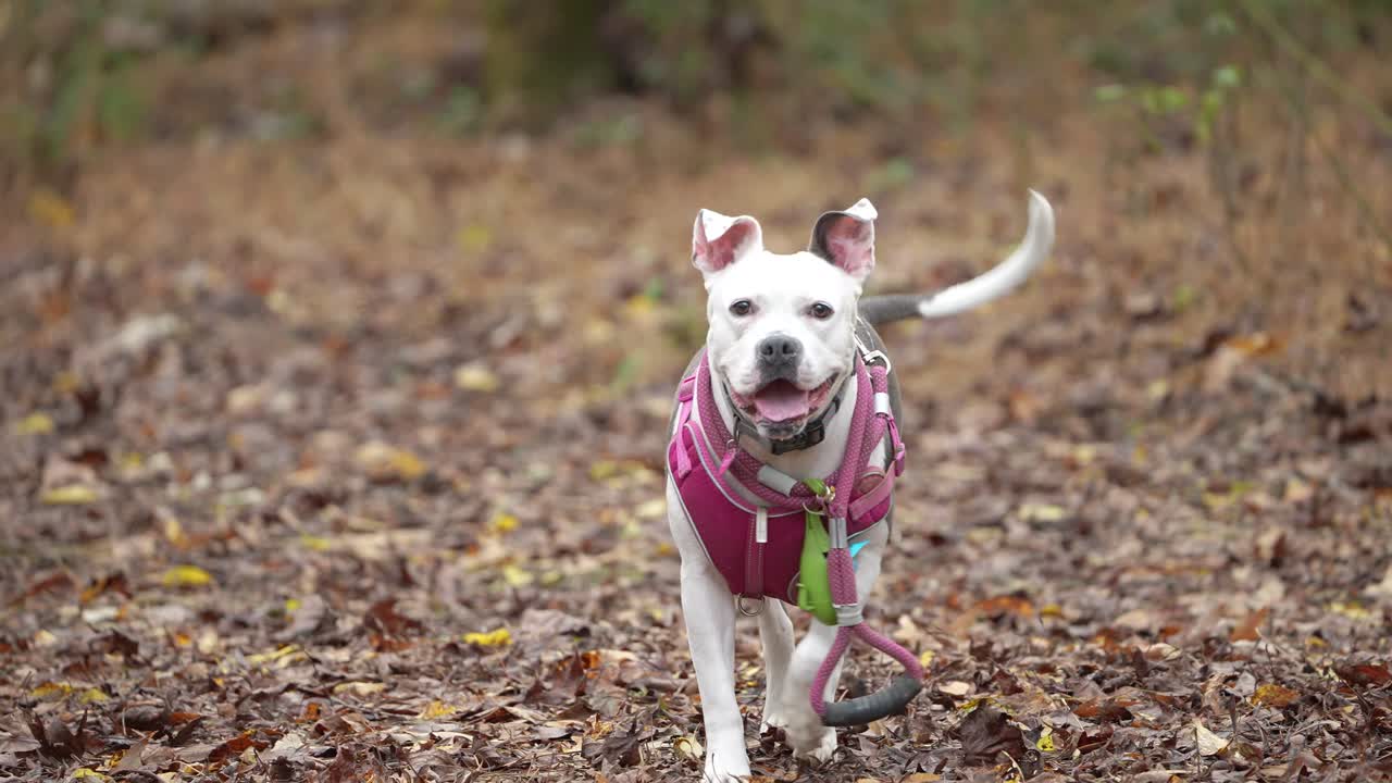 Happy white dog outdoors walking close up