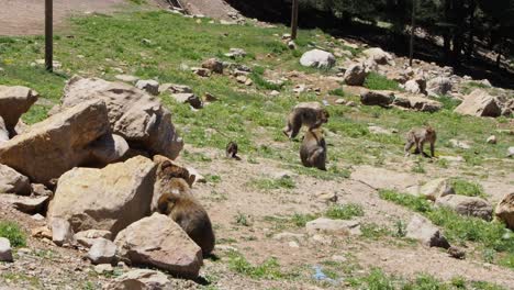 4k 影片: 巴巴里<unk> (sylvanus macaque)