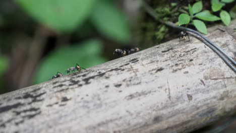 macro shot of group of ants walking around tree trunk in rain forest