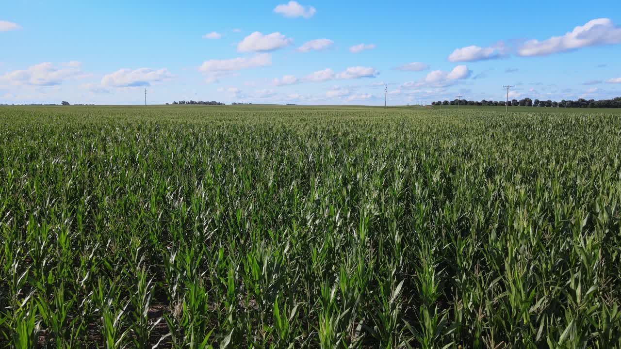 Farmland With Growing Cornfields During Sunny Day In La Pampa Province In Argentina. Aerial Drone Shot