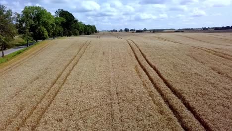 rye field aerial shot