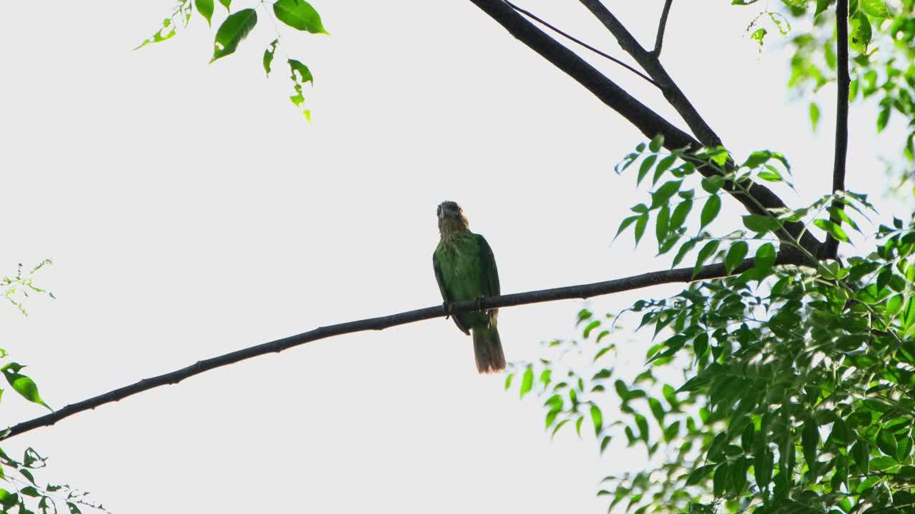 작은 가지에 앉아 있는 녹색 귀의 바베트 (psilopogon faiostrictus) 는 희미한 소리를 내고 태국의 카오 야이 국립공원 내의 나무에서 프레임의 왼쪽으로 날아갔습니다.