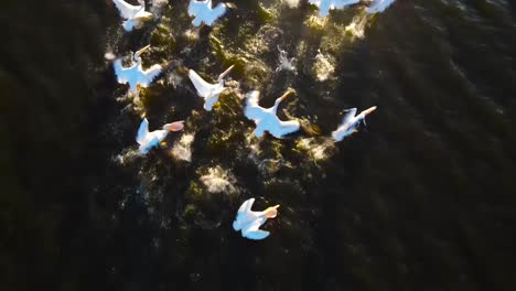 white pelicans taking flight in slow motion, vail lake temecula