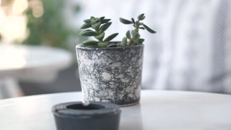 succulent plant in a pot on a cafe table