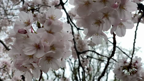 fragile pink cherry blossoms move by a breeze at shinjuku gyoen national garden