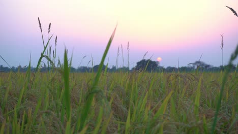 El-Arroz-Es-El-Alimento-Básico-Y-El-Cultivo-Comercial-De-La-Mayoría-De-Los-Países-Del-Mundo.