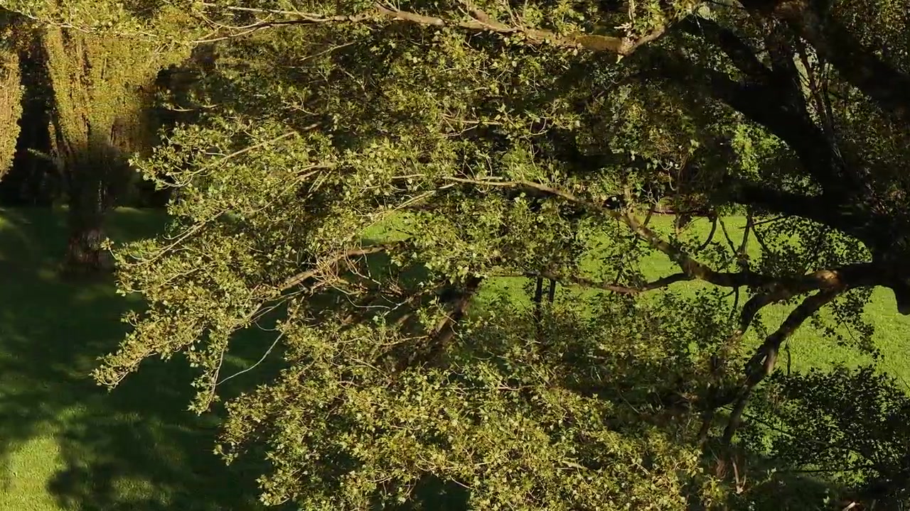 Un albero ondeggia dolcemente nella brezza, illuminato dalla luce del sole, nello scenario naturale di Wessen, San Gallo, Svizzera, mettendo in risalto un ambiente sereno e pittoresco