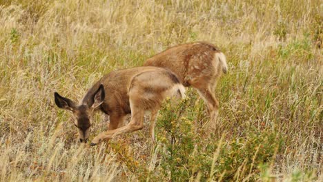 White-tailed-deer-scratches-head-with-its-hoof