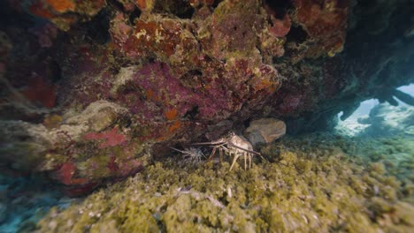 cozumel. arrecife y langostas. méxico. animales submarinos