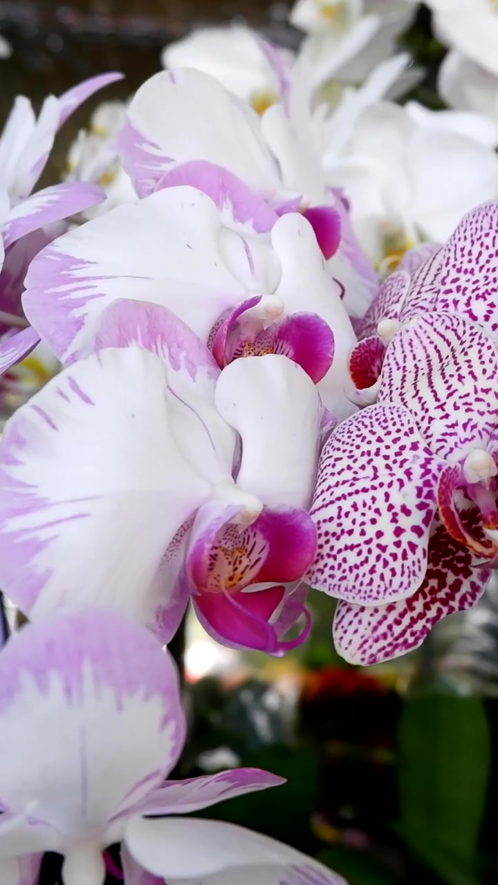 Una varietà di orchidee esposte all'interno
