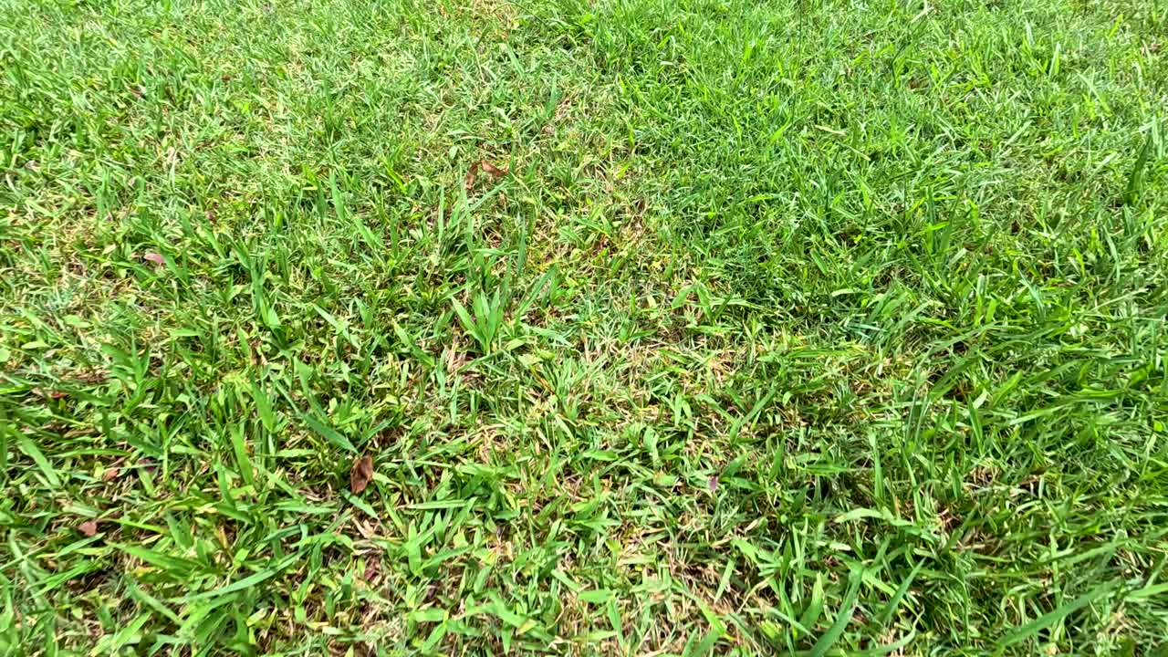 Aerial footage of a vibrant green grass lawn under natural daylight, showcasing texture and color variations