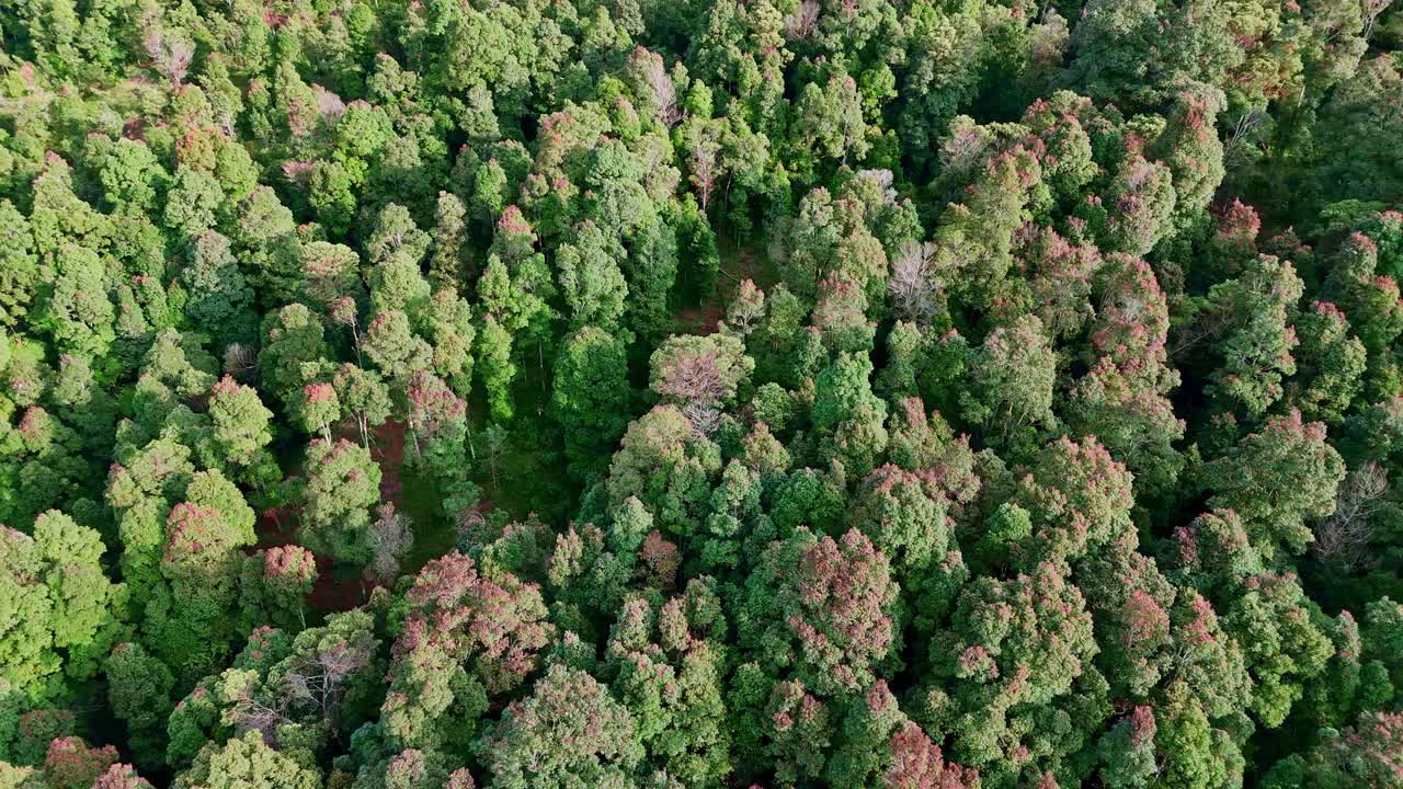 Aerial view of forest trees in tropical rainforest of Indonesia. Lush foliage green trees. 4K drone footage.