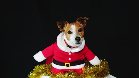 Niedlicher-Hündchen-Im-Roten-Weihnachtsmannanzug-Für-Weihnachtsfeiern