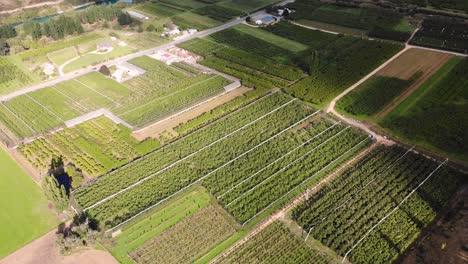 Bird's-Eye-View-Of-Verdant-Cherry-Trees-After-Harvest-Season-In-The-Cherry-Plantation-Near-Roxburgh-Village-In-Central-Otago,-New-Zealand-On-A-Sunny-Morning---aerial-drone