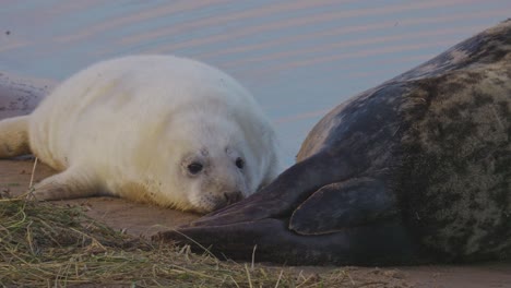 stagione riproduttiva della foca grigia atlantica, con cuccioli neonati con pelliccia bianca, madri che allattano, accarezzano e si crogiolano al caldo sole di novembre