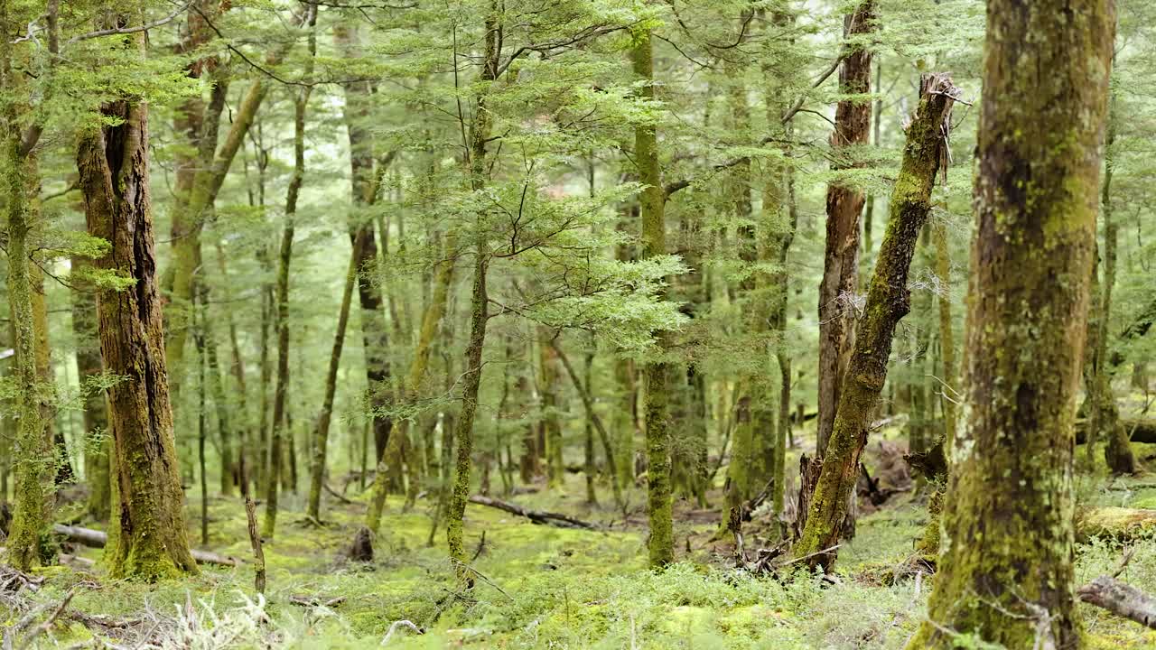 Lush green forest with towering trees in serene natural light. Captured in Mount Earnslaw, Queenstown, New Zealand