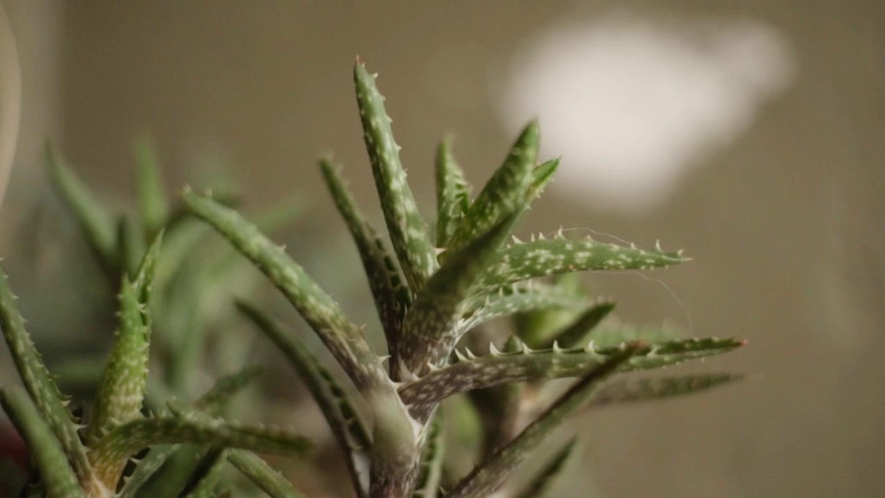 Makro nærbillede af sukkulent plante blade, der fremhæver naturlig tekstur, tornede kanter og levende grønt løv. Botanisk optagelse, der viser tørketolerant prydplante og natur.