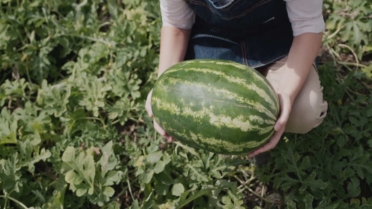 The farmer holds a huge watermelon in his hands. Good harvest on a farmer's field